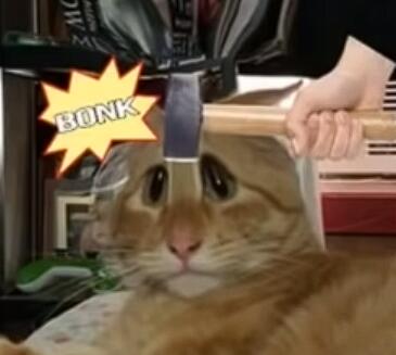 Discovery splash banner for Plethora of Discord Cat Memes Discord server
