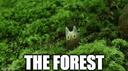 Discovery splash banner for The Forest Discord server