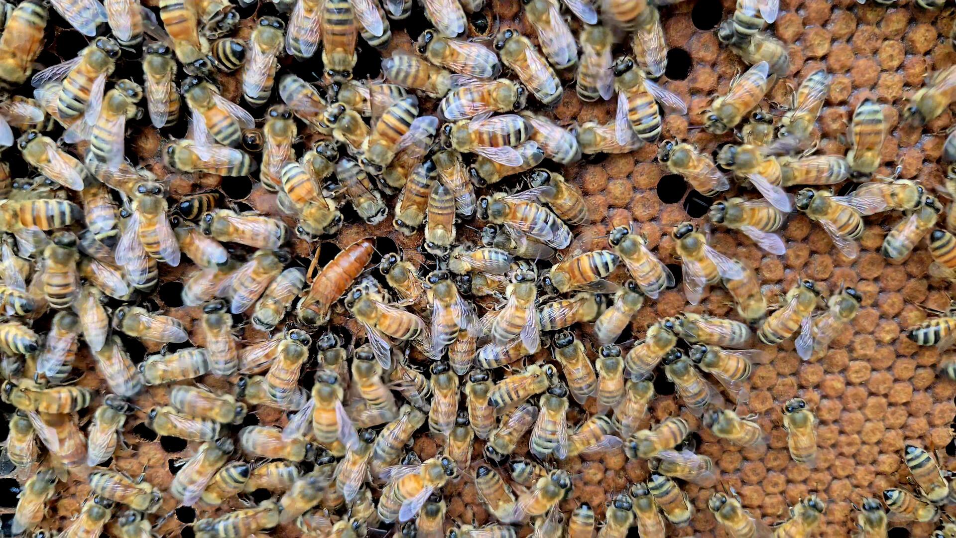 Discovery splash banner for Beekeeping & Gardening Discord server