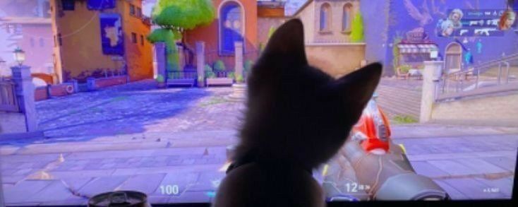 Discovery splash banner for northing's (kitty) Discord server