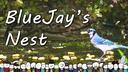 Discovery splash banner for BlueJay's Nest Discord server