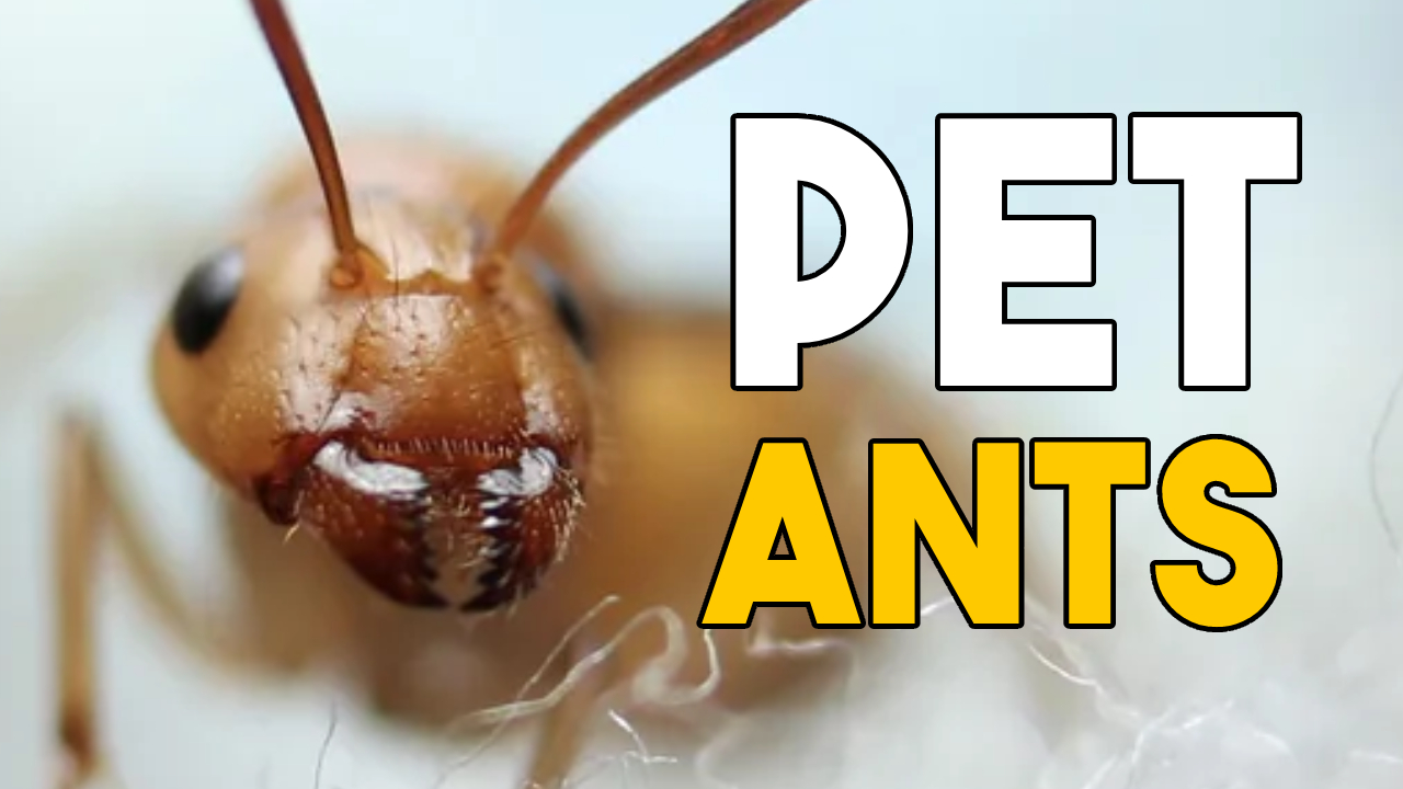 Discovery splash banner for Ender Ants’ Fellow Ant Keepers Discord server
