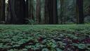 Discovery splash banner for Humboldt County Discord server