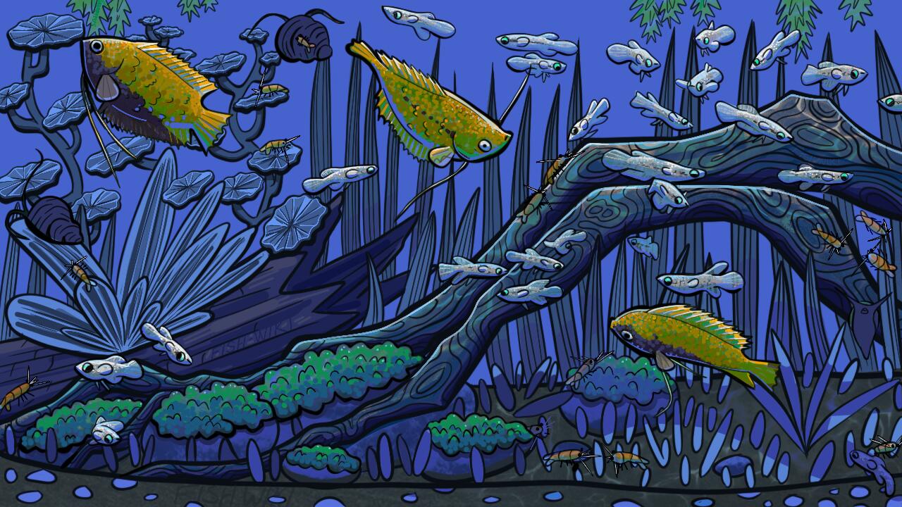Discovery splash banner for FishWiki Discord server