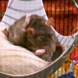 Discovery icon for Rat Ranch Discord server