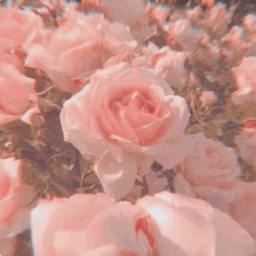 Discovery icon for πΈ rosey βΛΒ° | social β free tag β gwys Discord server