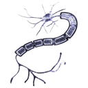 Discovery icon for SoraSysᶜʰᵒʳᵈᵃᵗᵃ Discord server