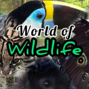 Discovery icon for World of Wildlife 🌲 Discord server